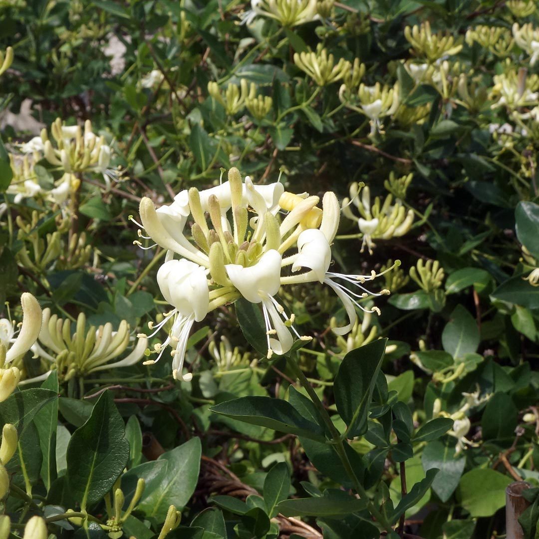 Lonicera periclymenum 'Scentsation'