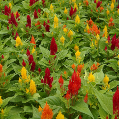 Celosia Fresh Look Mix