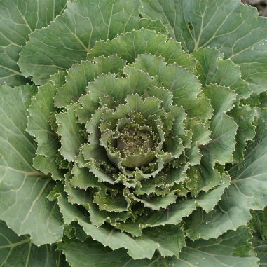 Cabbage 'Songbird Pink'