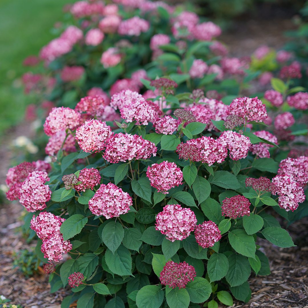 Hydrangea arborescens 'NCHA3'