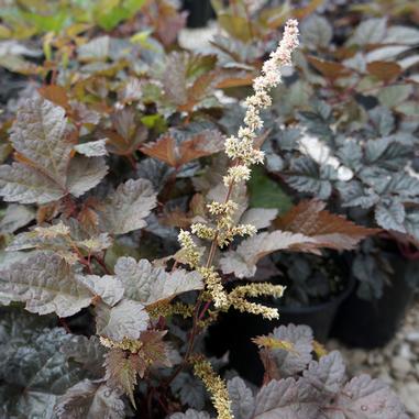 Astilbe x 'Chocolate Shogun'