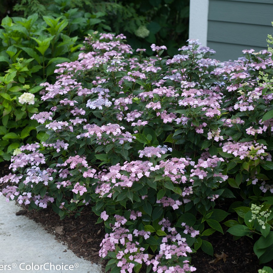 Hydrangea serrata 'MAKD'