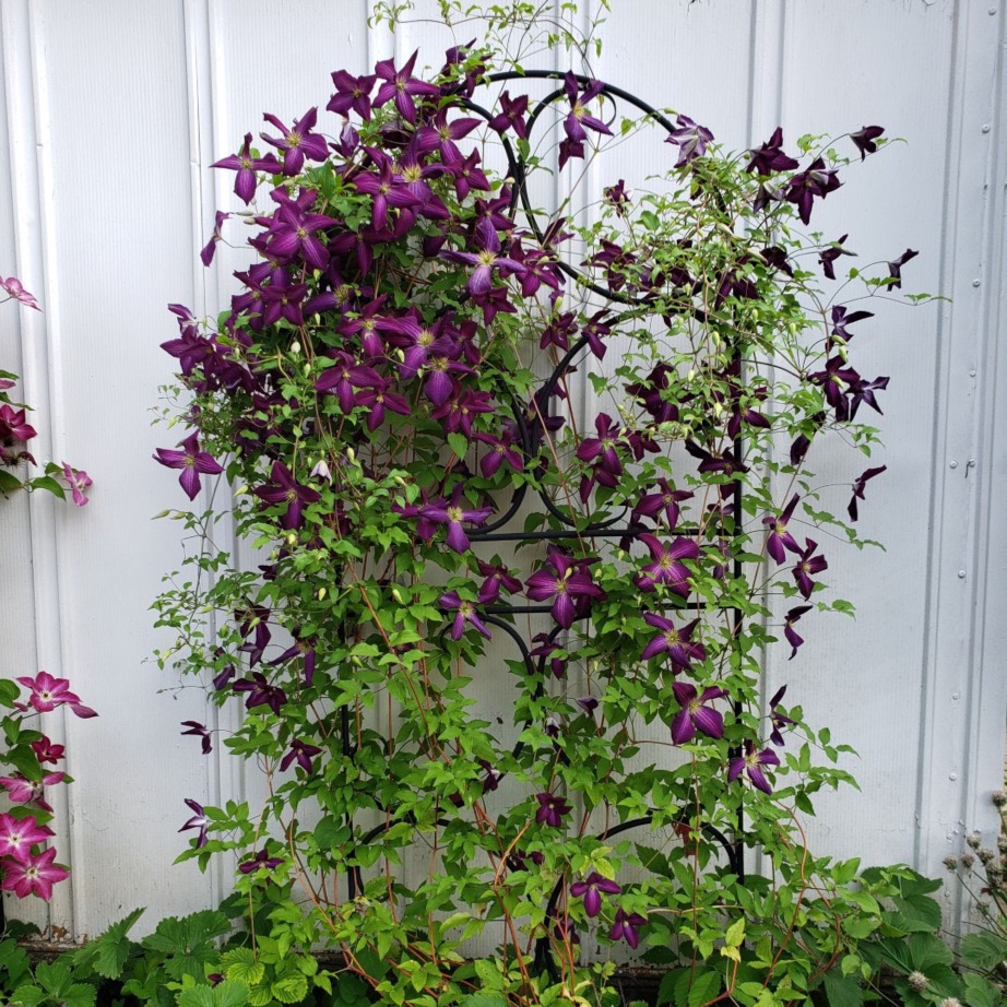 Clematis x 'Zojapur'