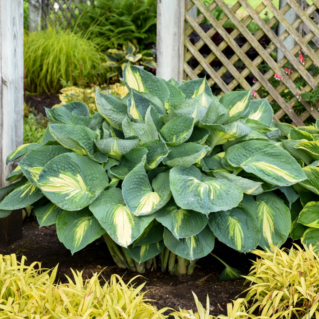 Hosta 'Hudson Bay'
