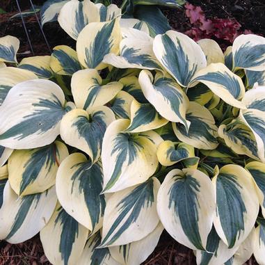 Hosta 'Autumn Frost'