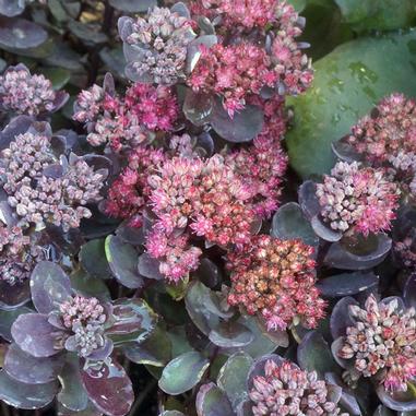 Sedum 'Dazzleberry'