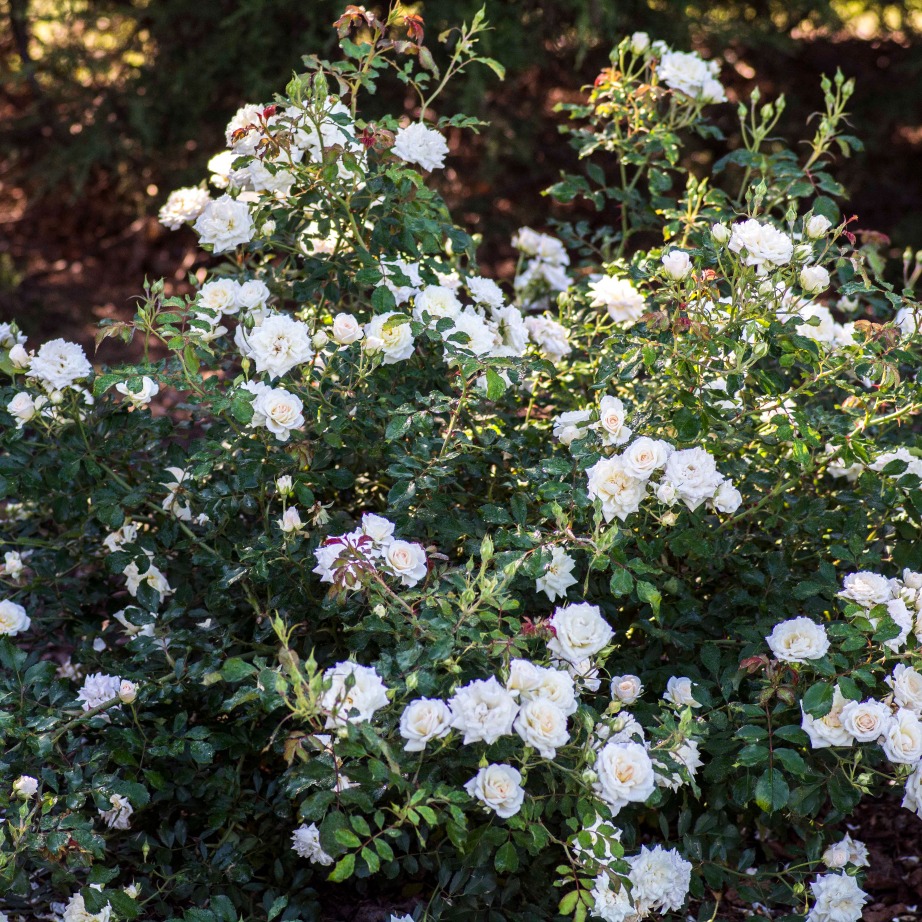 Rosa 'Meizorland'