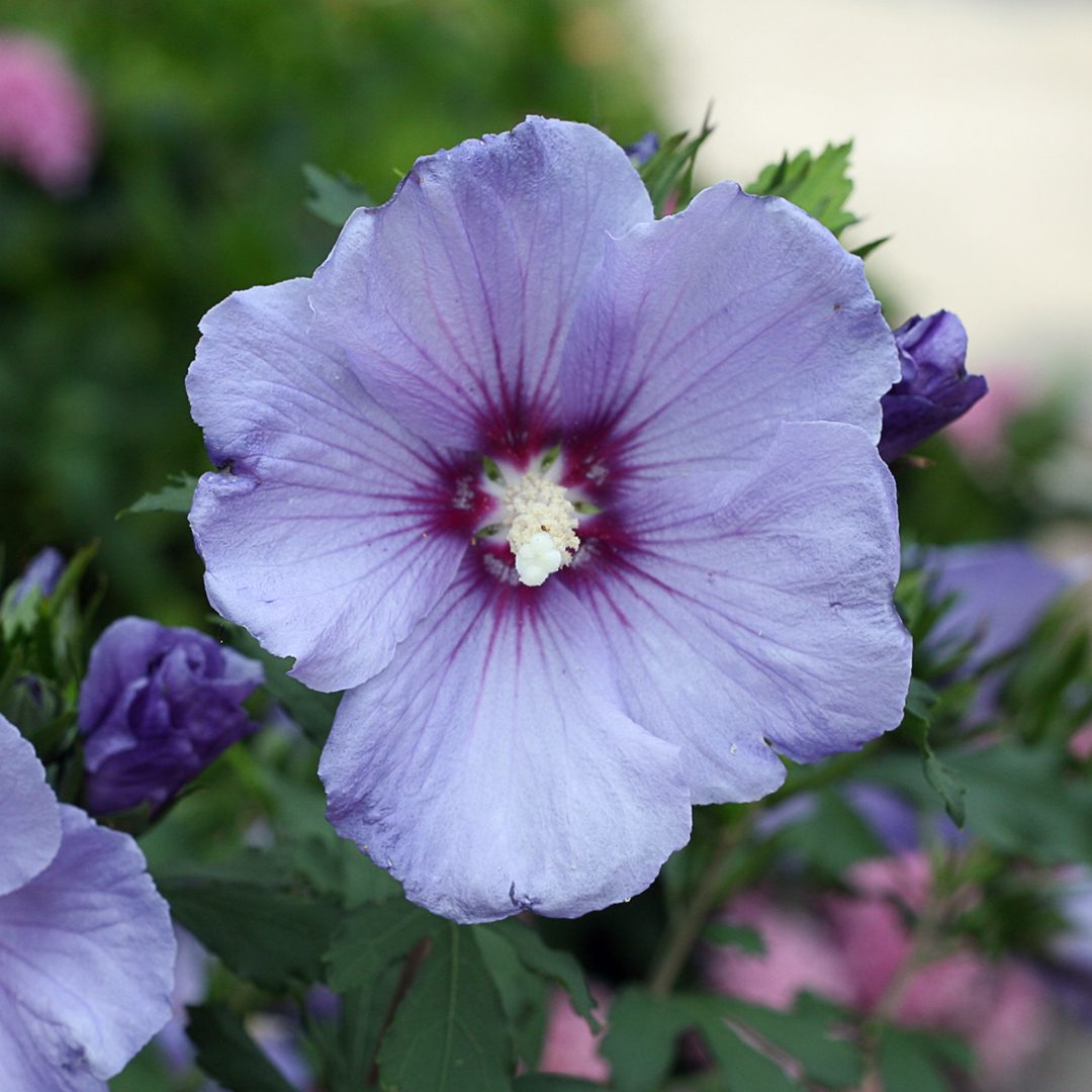 Hibiscus syriacus 'DVPAzurri'