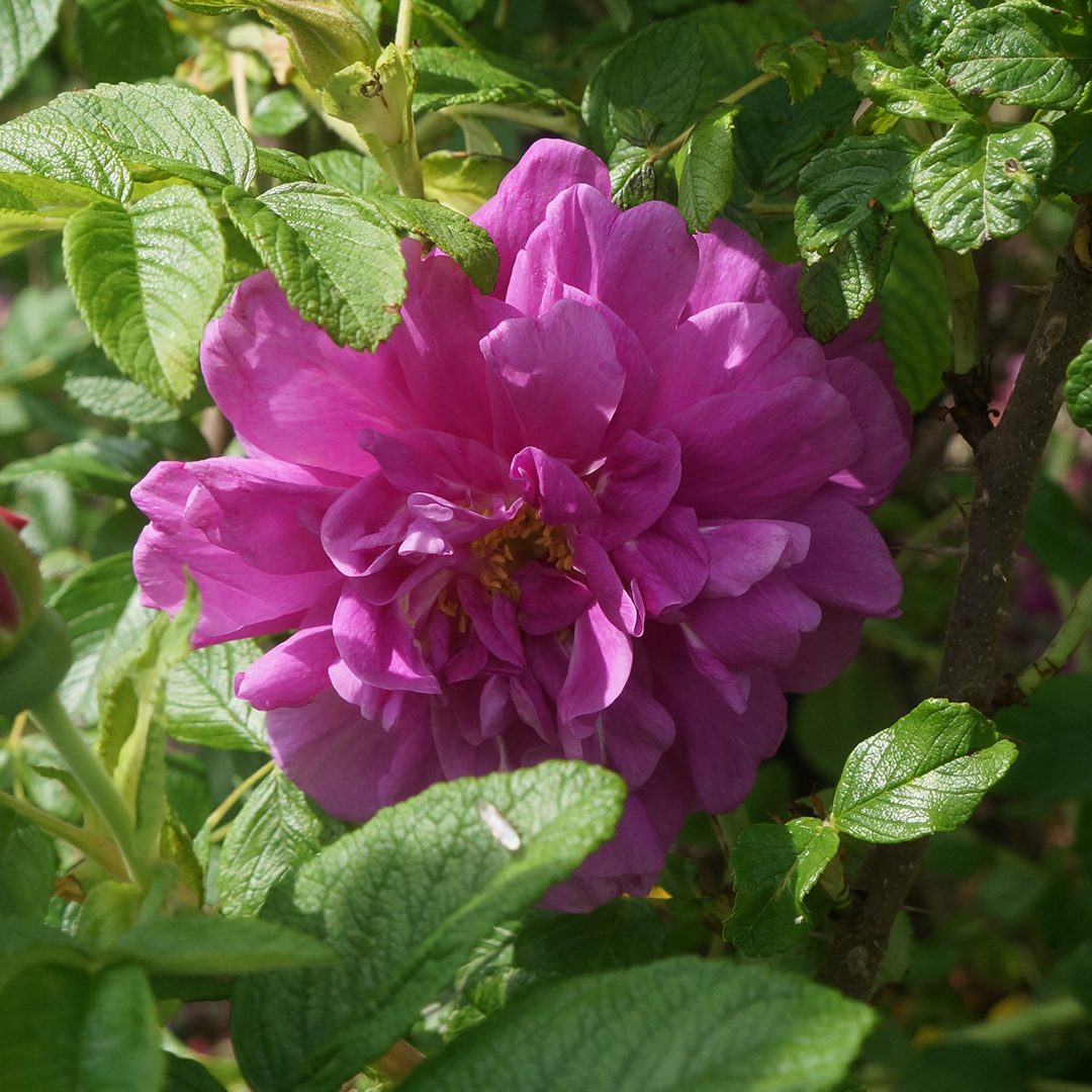 Rosa rugosa 'Hansa'