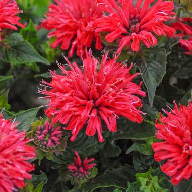 Monarda didyma 'Pardon My Cerise'