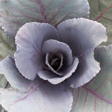 Cabbage 'Ruby Perfection'