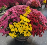 Chrysanthemum (Garden Mum) - Stellar Combo