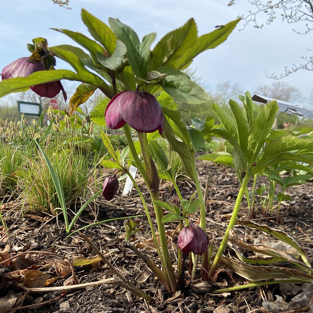 Helleborus 'Rome in Red'