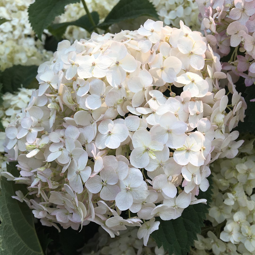 Hydrangea arborescens 'NCHA5'