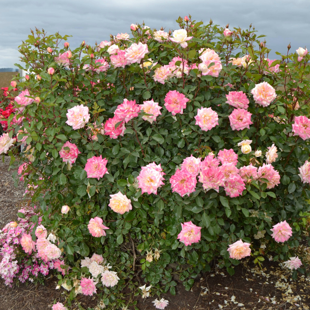 Rosa 'BAIbox'