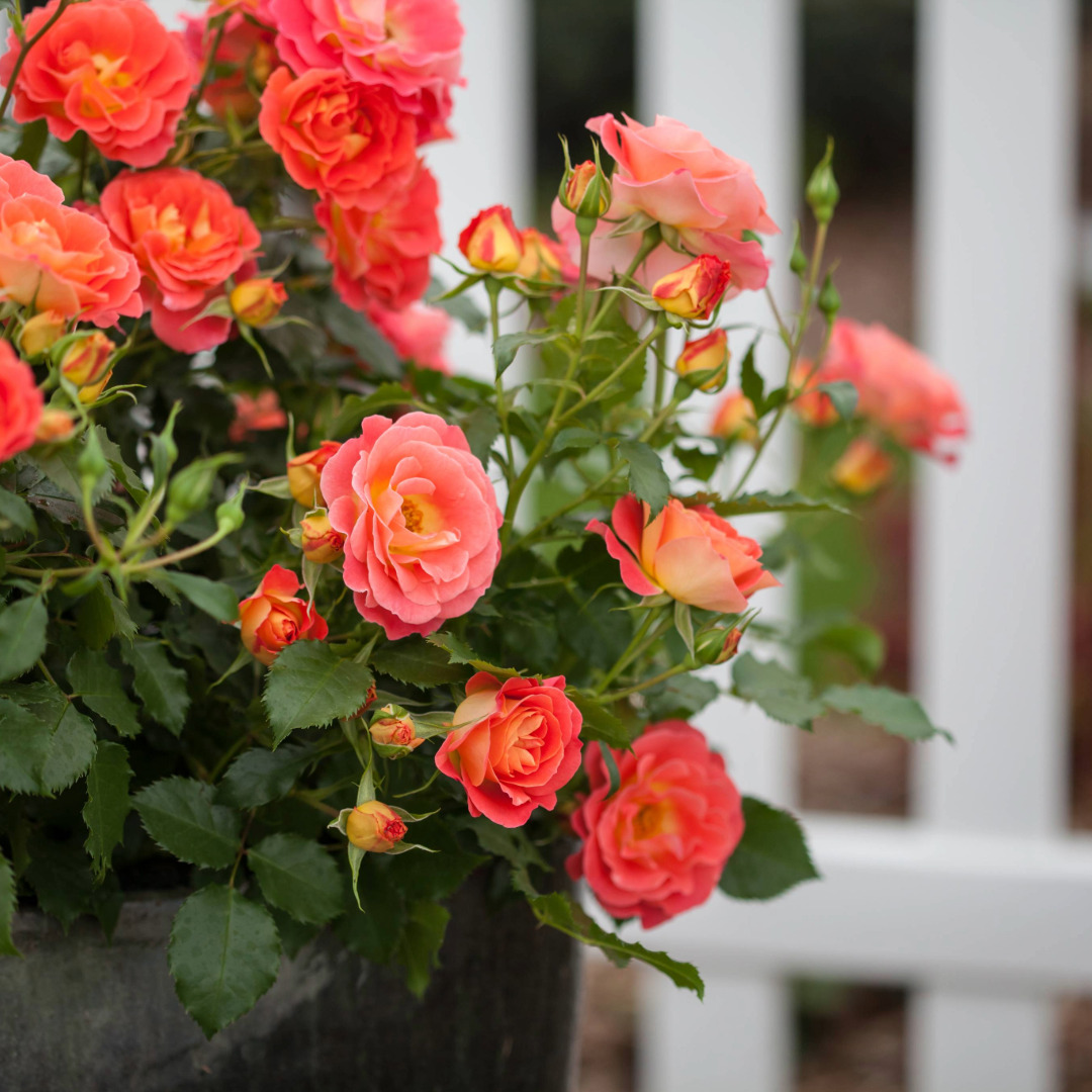 Rosa 'BAIove'