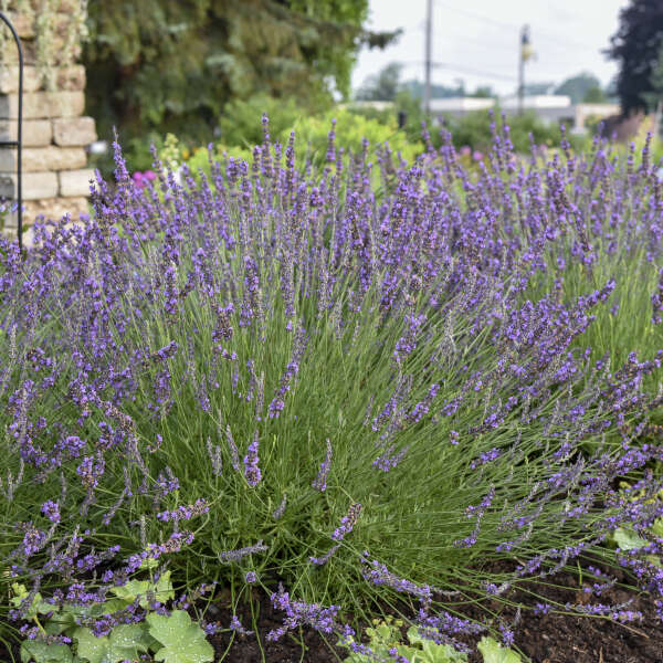Lavandula x intermedia 'Niko'