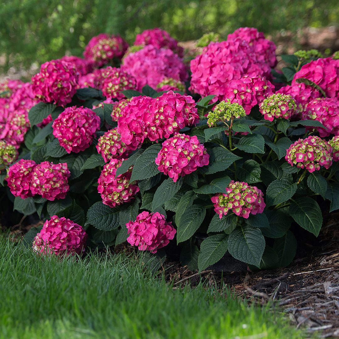 Hydrangea macrophylla 'Bailmacfive'