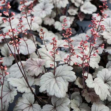 Heuchera 'Silver Gumdrop'