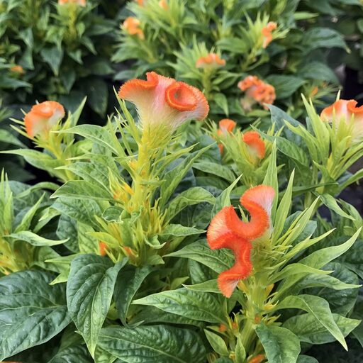 Celosia Twisted Orange