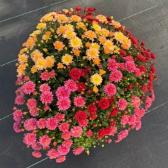Chrysanthemum (Garden Mum) - Flamingo Combo