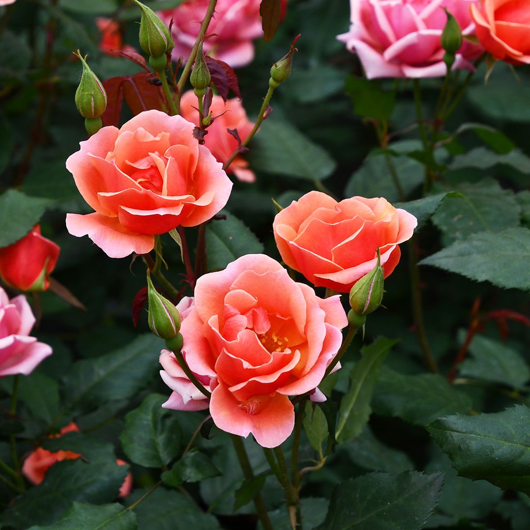 Rosa 'Radral'