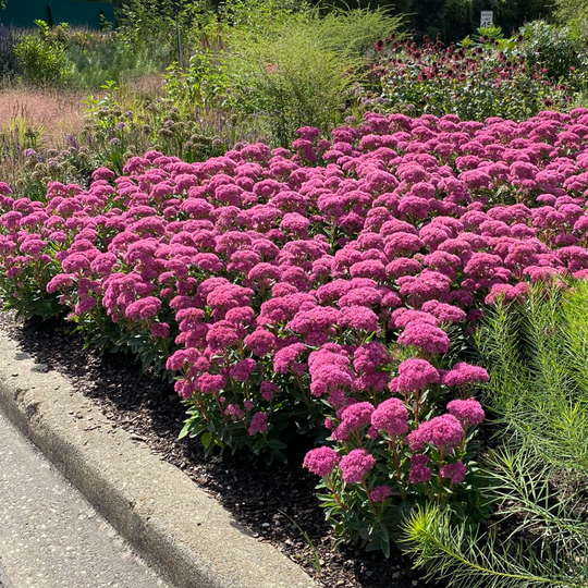 Sedum 'Carl'