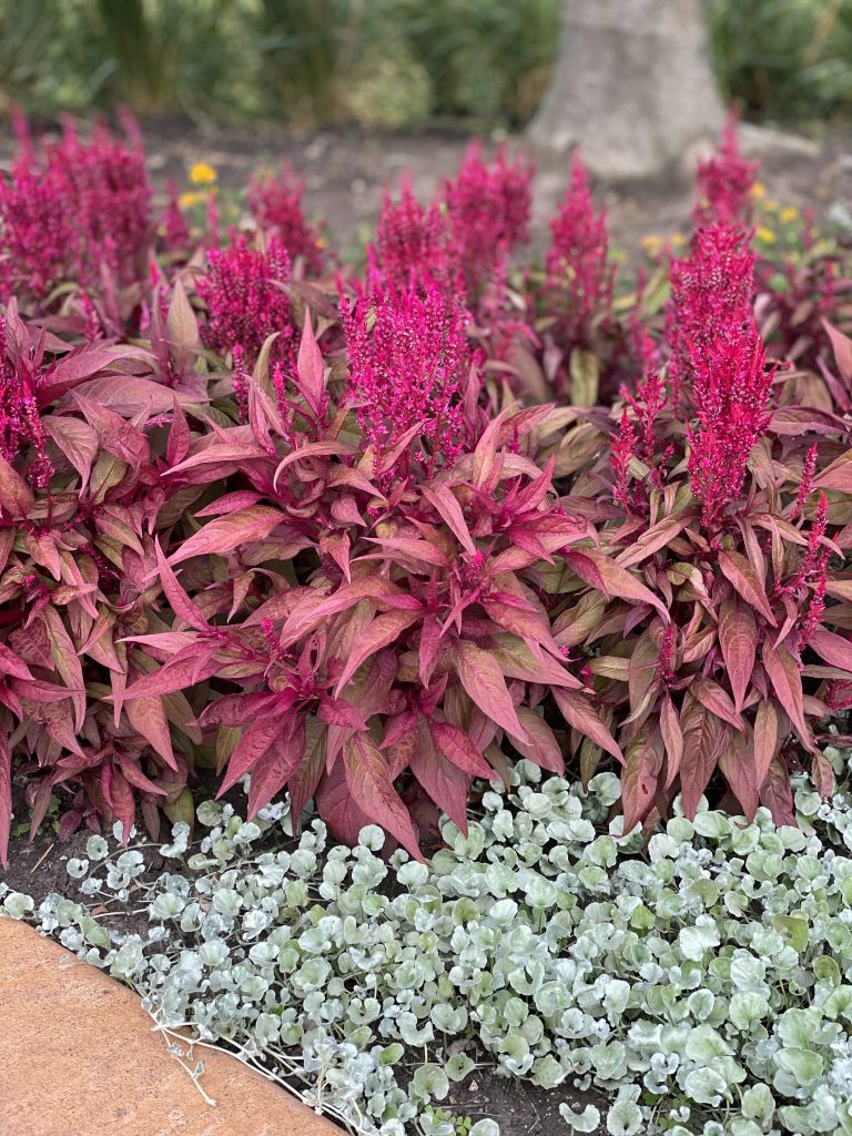 Celosia Dragon's Breath