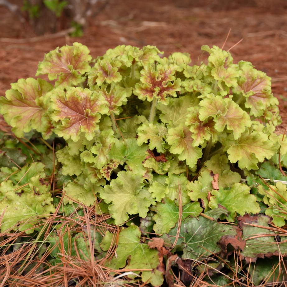 Heuchera 'Apple Twist'