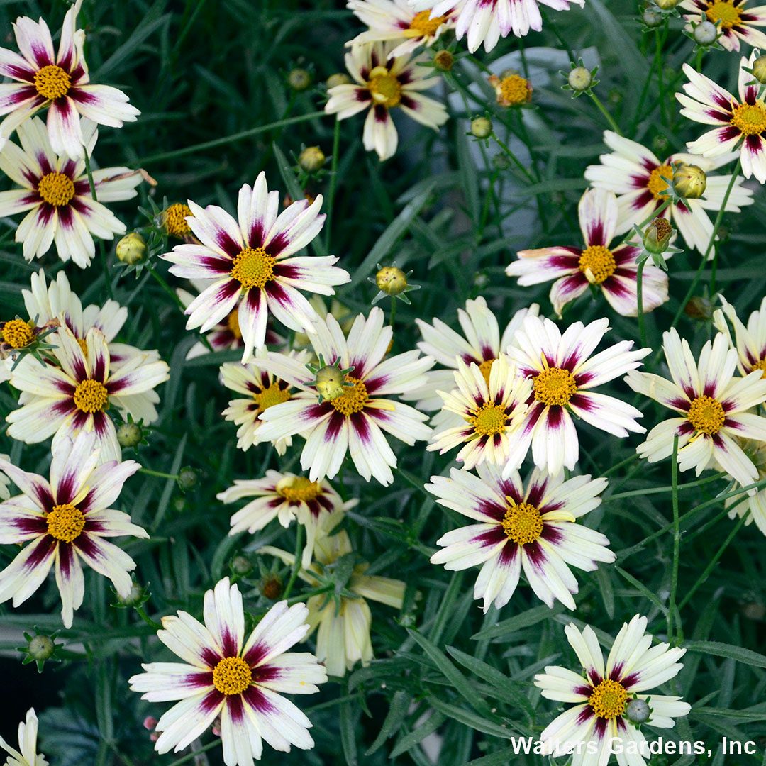 Coreopsis Li'l Bang Starlight