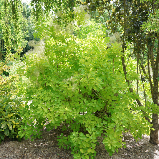 Cotinus coggygria 'MINCOJAU3'