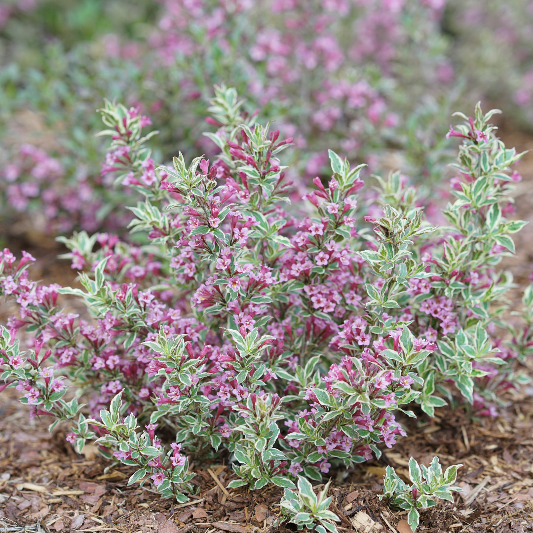 Weigela florida 'Verweig8'