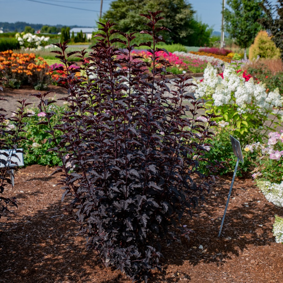 Physocarpus opulifolius 'N5'