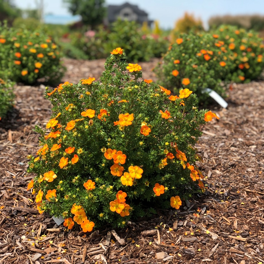 Potentilla fruticosa 'Hachdon'