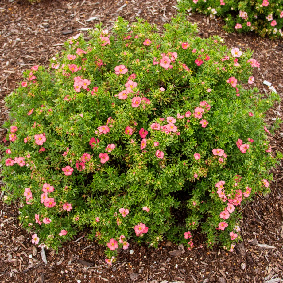 Potentilla fruticosa 'Hachliss'