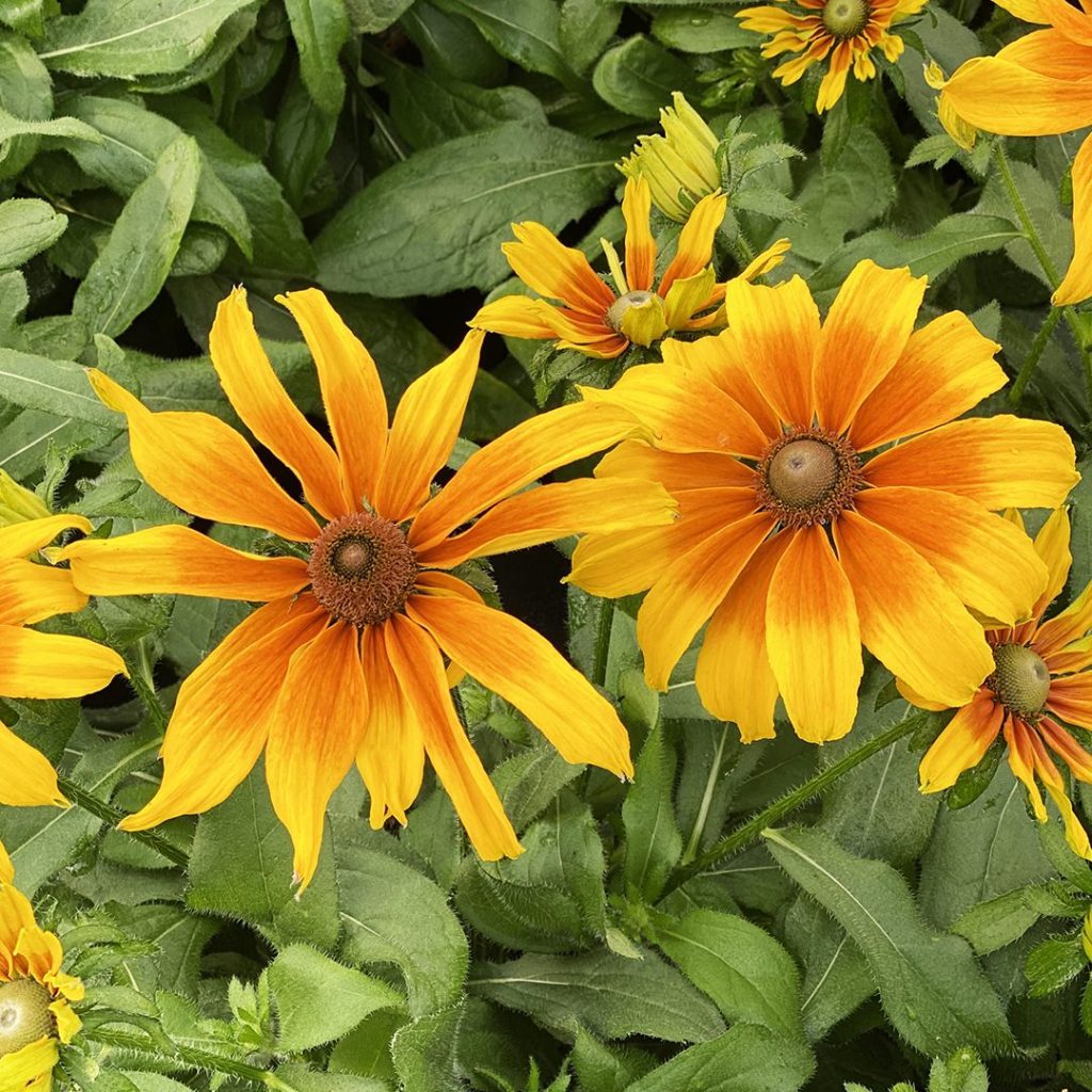 Rudbeckia 'Summerina Butterscotch Biscuit'