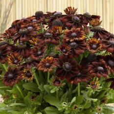 Echibeckia - Summerina® Pumpernickel