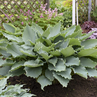 Hosta 'Diamond Lake'
