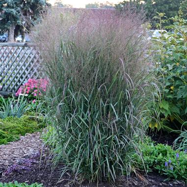 Panicum virgatum 'Apache Rose'