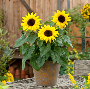 Helianthus 'SunBuzz'