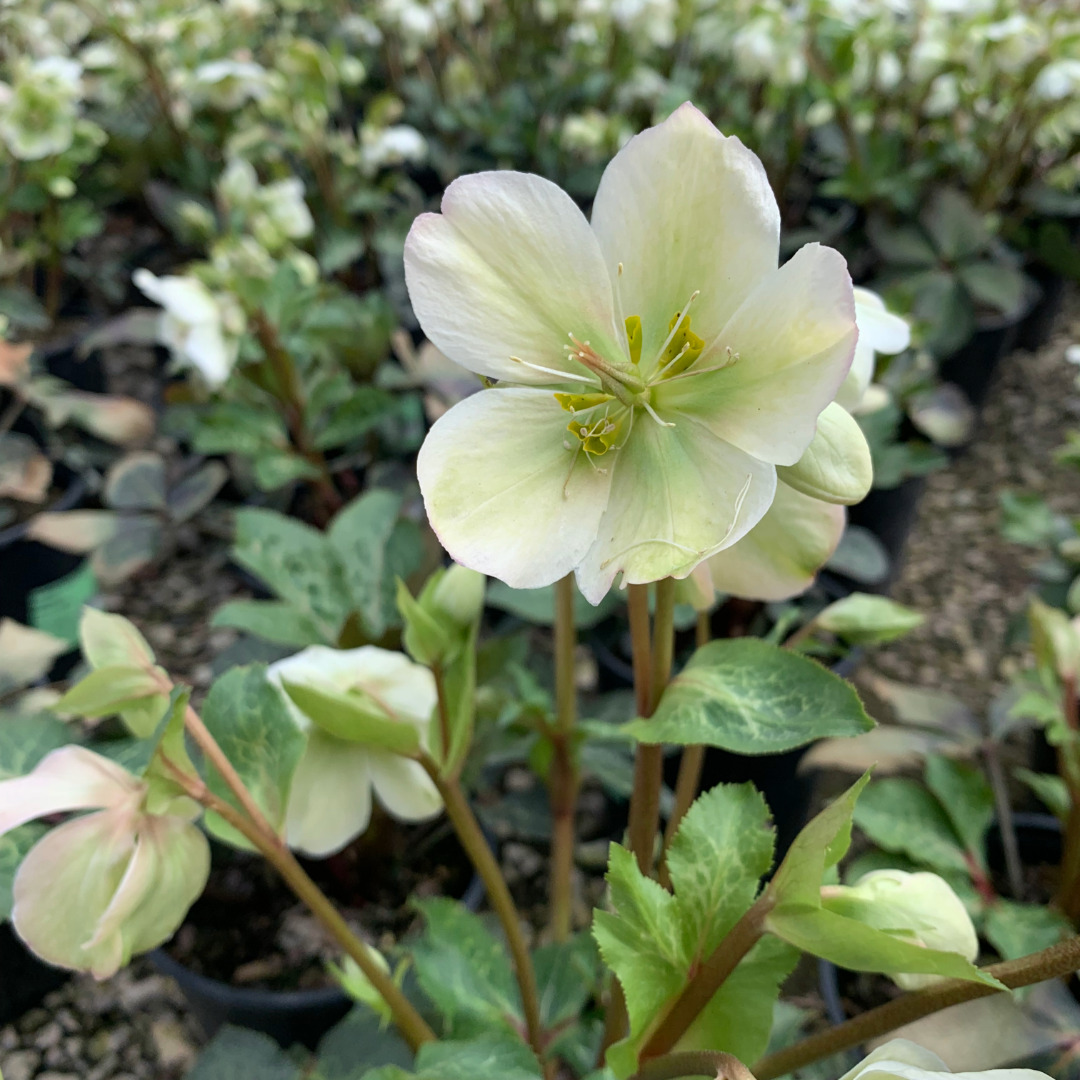 Helleborus x hybridus 'Molly's White'
