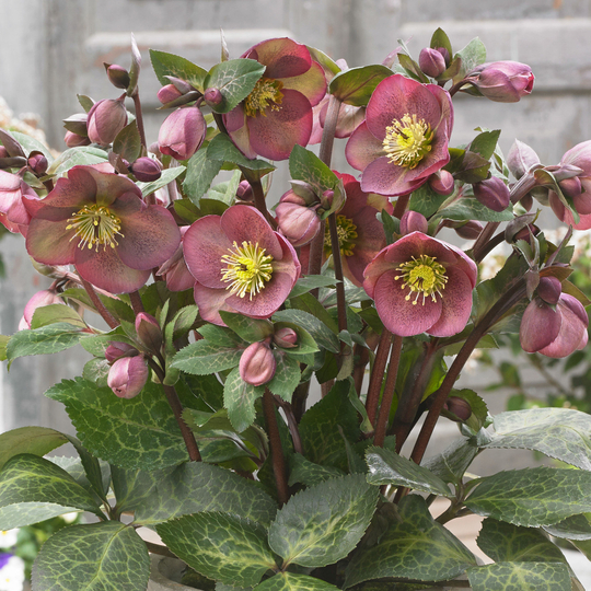 Helleborus x hybridus 'Pippa's Purple'