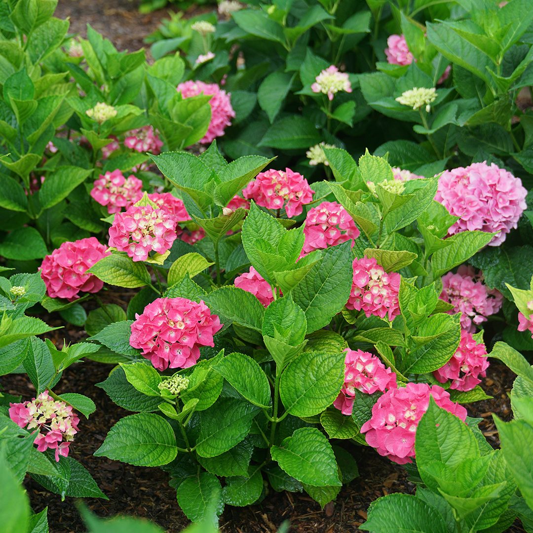 Hydrangea macrophylla 'SMNHMP'