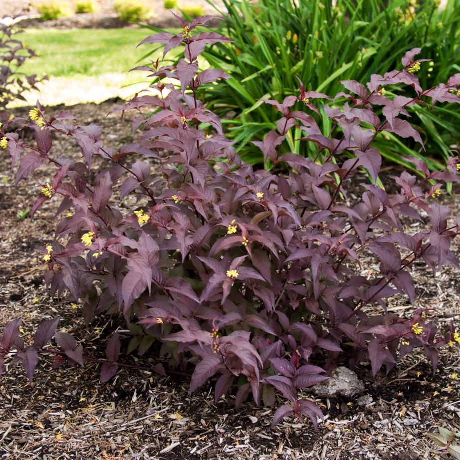 Diervilla splendens 'El Madrigal'
