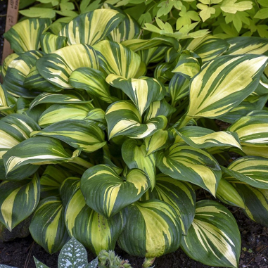 Hosta 'Rainbow's End'