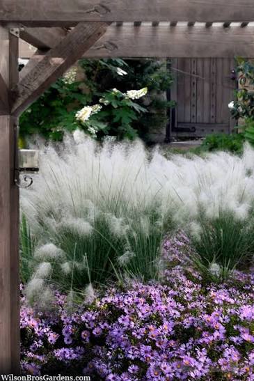 Muhlenbergia capillaris 'White Cloud'