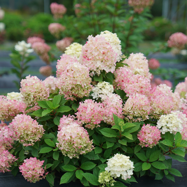 Hydrangea paniculata 'SMNHPK'