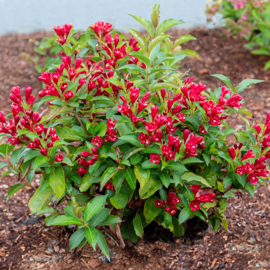 Weigela x 'Slingco 2'