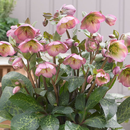 Helleborus x hybridus 'Dorothy's Dawn'