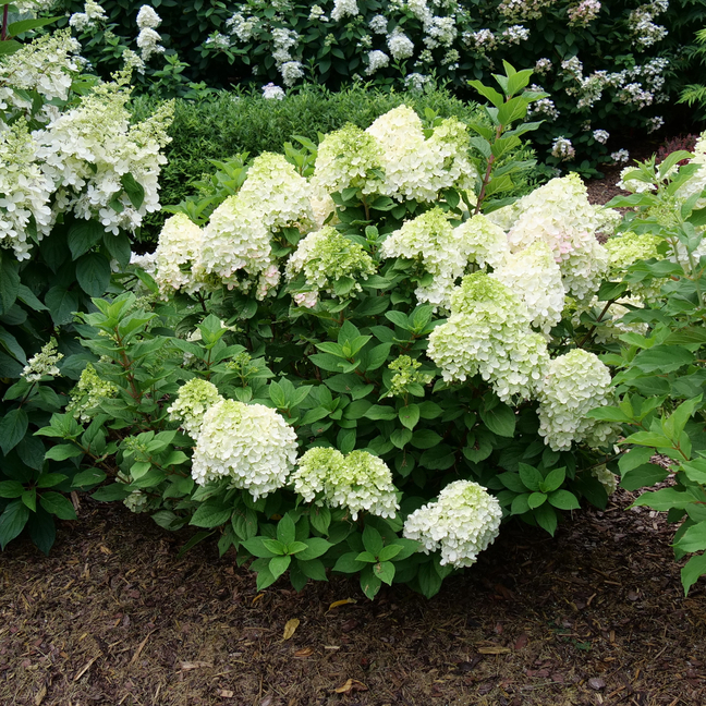 Hydrangea paniculata 'SMNHPH'
